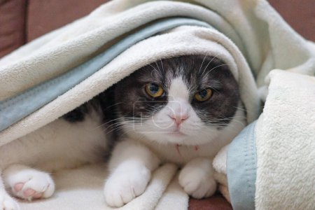 cat wrapped in a blanket