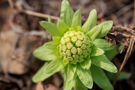 Butterbur sprout in spring hokkaido