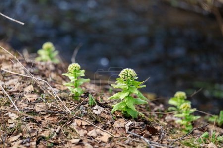 Butterbur sprout in spring hokkaido