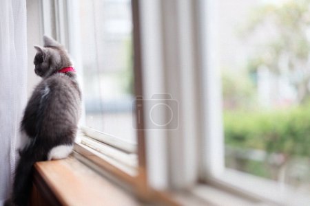 lindo gatito cerca de la ventana