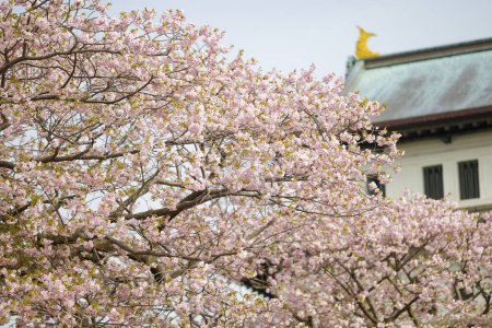 château matsumae et fleurs de cerisier