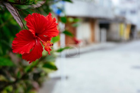 Hibiscus blooming in the city area