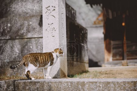 stray cat in onomichi hiroshima
