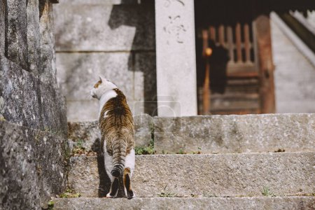 chat errant dans onomichi hiroshima