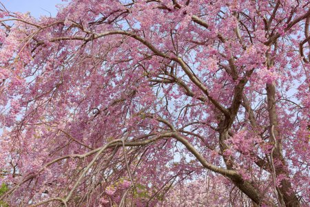 weeping cherry blossoms in hokkaido