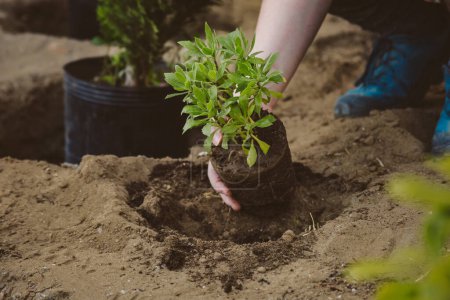 Woman's hand planting seedling in rich soil. Ideal for gardening, agriculture, environmentalism, nurturing themes. High-quality.