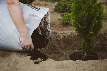Frau legte Kompost in das Loch, um einen Baum zu pflanzen. Hochwertiges Foto