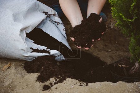 Téléchargez les photos : Sac de terre sombre riche en humus, tenant la terre dans les mains. Photo de haute qualité - en image libre de droit