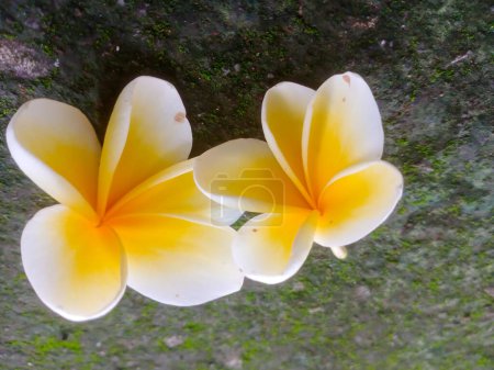 Kamboja Flower or frangipani flower on the ground