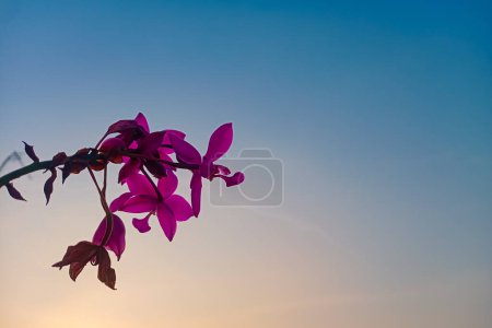 Orchid ground or Spathoglottis with beautiful sky. Sunset background