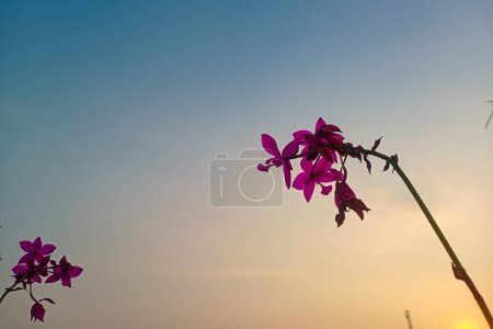 Orchid ground or Spathoglottis with beautiful sky. Sunset background