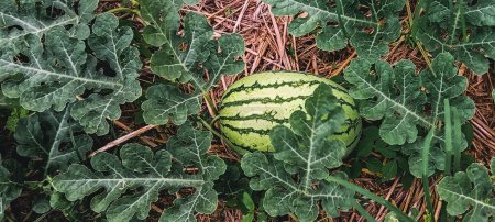 Draufsicht auf gestreifte Wassermelonenfrüchte auf dem getrockneten Gras traditionelle Wassermelonenanbau und -anbau