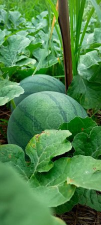 Portrait of two watermelons on the ground with healthy leaves watermelon agriculture