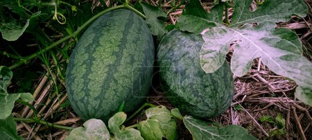 Closer looks of two watermelons on the ground watermelon cultivation