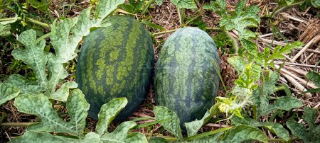 Two stripe watermelon on the ground in the middle of the leaves traditional watermelon farming