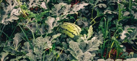 Watermelon fruit between the leaves on the ground in watermelon field cultivation