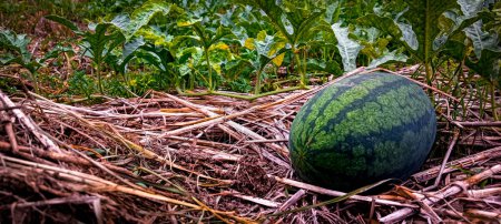 Blick auf Streifen-Wassermelonen-Früchte auf dem Boden mit getrocknetem Gras auf dem Wassermelonen-Garten