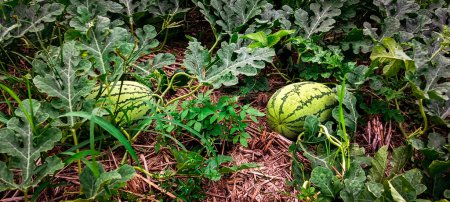 Wassermelonenpflanzen mit zwei Früchten auf dem Boden natürliche Wassermelonen Landwirtschaft und Anbau.