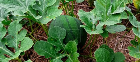 Young watermelon fruit around the leaves on the ground  - Watermelon Agriculture