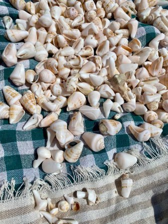Photo for Beautiful different seashells on a blanket on the beach. - Royalty Free Image
