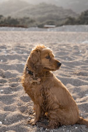 Photo for Portrait of Cocker spaniel dog sitting on the beach on a hot spring day. High quality photo - Royalty Free Image