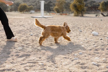 Photo for Cocker spaniel dog has fun playing and running along the beach on a hot spring day. High quality photo - Royalty Free Image