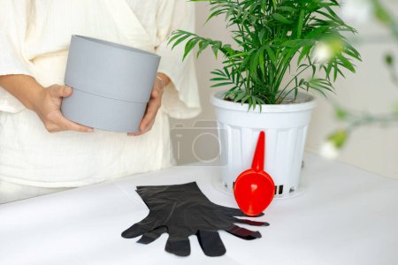 Photo for A girl in black gloves transplants a home flower into a new pot. - Royalty Free Image