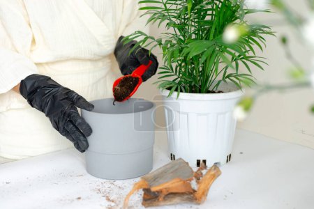 a girl in black gloves transplants a home flower into a new pot.