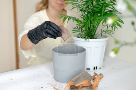 Photo for A girl in black gloves transplants a home flower into a new pot. - Royalty Free Image