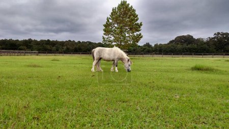 Poney blanc miniature mangeant de l'herbe verte dans un champ par une journée nuageuse Photo par Aviatedman