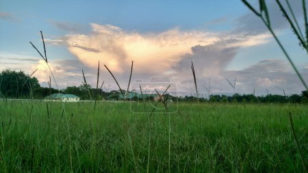 Bahia Hay Field Photo by Aviatedman