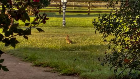 Cotton tail rabbit in a sunrise Photo by Aviatedman