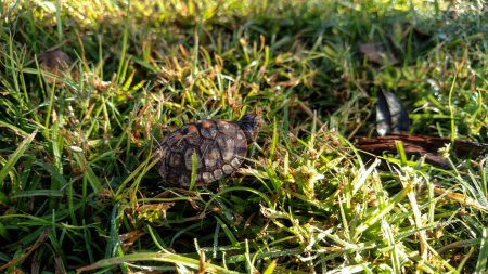 Baby gemalte Schildkröte läuft durch Gras Foto: Aviatedman