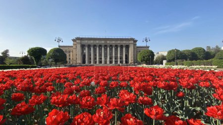 Téléchargez les photos : Belles tulipes sur la vieille place d'Almaty - en image libre de droit