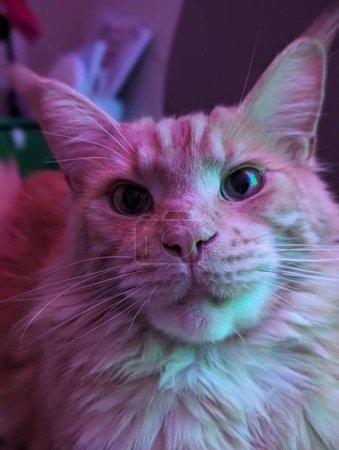 Maine Coon cat with lights