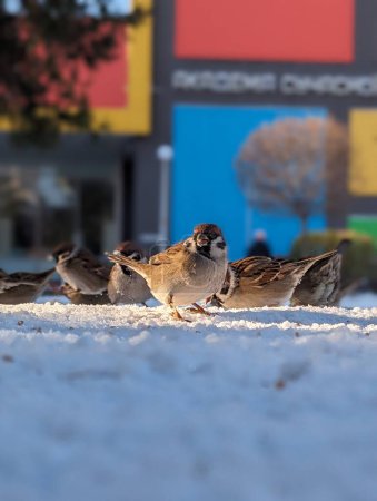 sparrows in the snow