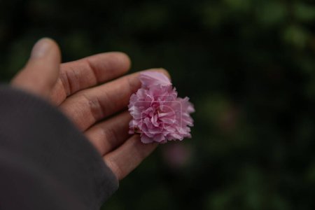 schöne weibliche Hände, die eine blühende Sakura-Blume auf einem abgedunkelten Hintergrund halten