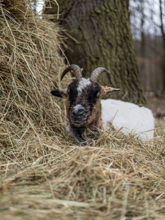 A working animal from the goat breed is resting in a pile of hay, surrounded by grass and sheep, in a terrestrial animals habitat on a grassland