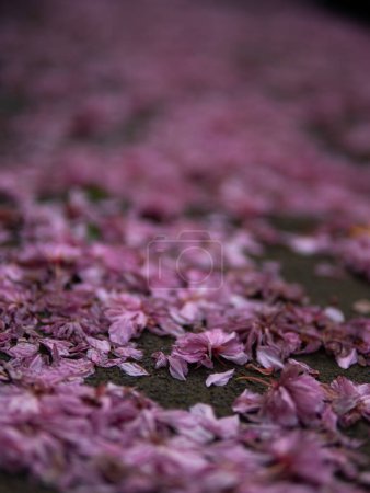 Téléchargez les photos : Pétales de fleurs de sakura rose sur l'asphalte - en image libre de droit