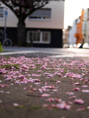 Téléchargez les photos : Pétales de fleurs de sakura rose sur l'asphalte - en image libre de droit