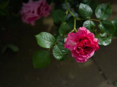 Photo for Pink rose on a blurry dark green leafy background. High quality photo - Royalty Free Image