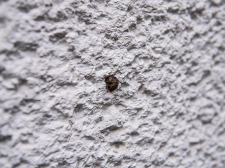 coquille d'escargot sur le mur blanc du bâtiment