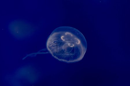 A jellyfish is free in the dark blue ocean