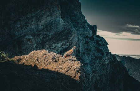 Bird on mountain pick Madeira. High quality photo