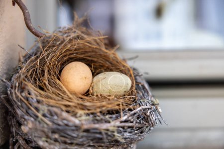 Easter nest with eggs, cute image. High quality photo