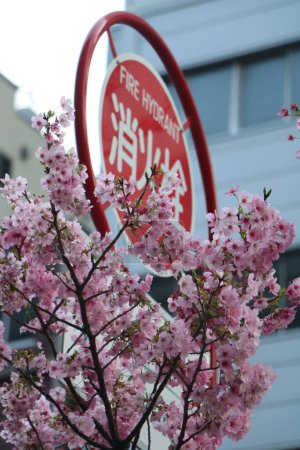 street sign and Cherry blossoms or Sakura flowers in Tokyo Japan