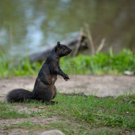 Black squirrel standing on grass with lake behind it