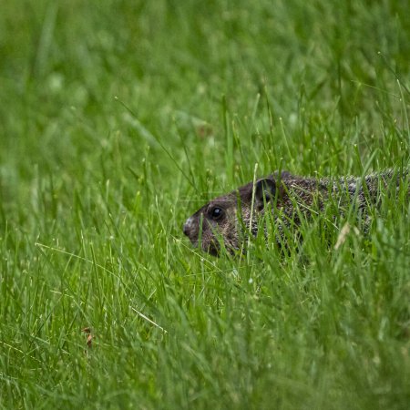 groundhog stealthily walking in the grass