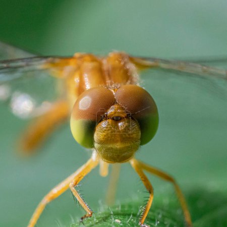 Macro photograph of dragonfly perched on a leaf with impressive and huge eyes
