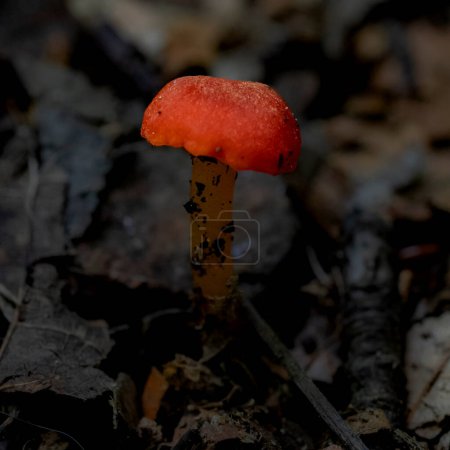 mushrooms emerging after a long winter